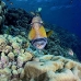 triggerfish_titan_bro_b_ni_v_0602_egy1077.jpg
